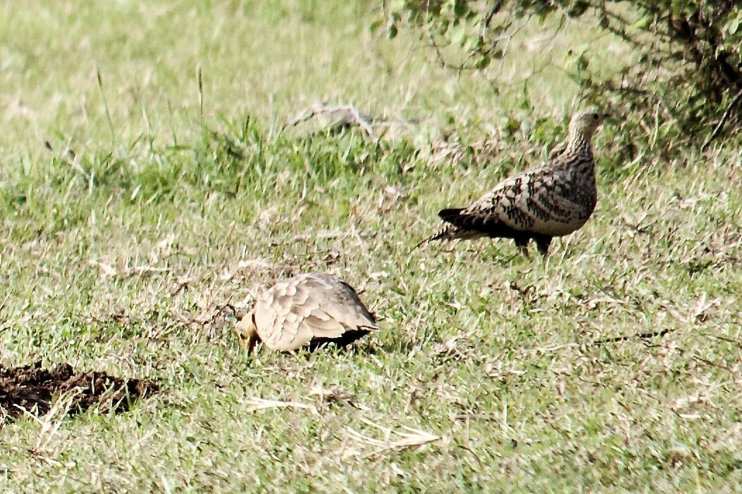 Chestnut-bellied Sandgrouse - ML641777653