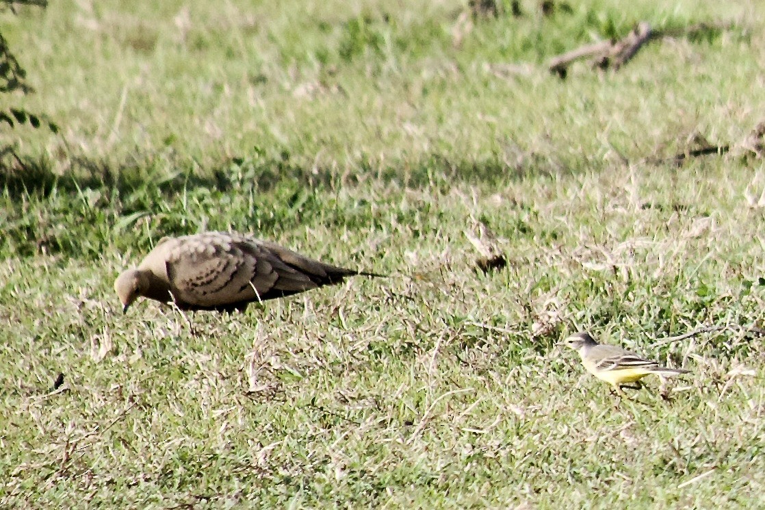 Chestnut-bellied Sandgrouse - ML641777654