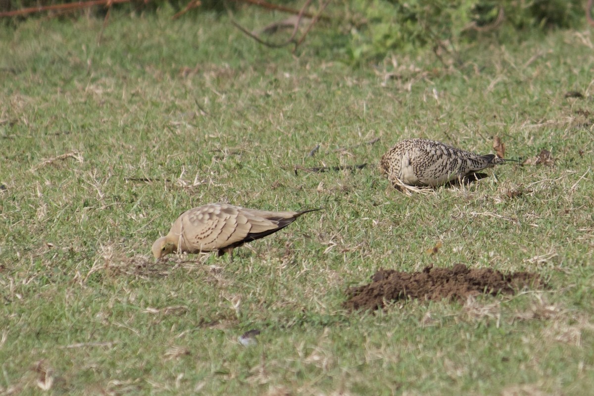 Chestnut-bellied Sandgrouse - ML641777655