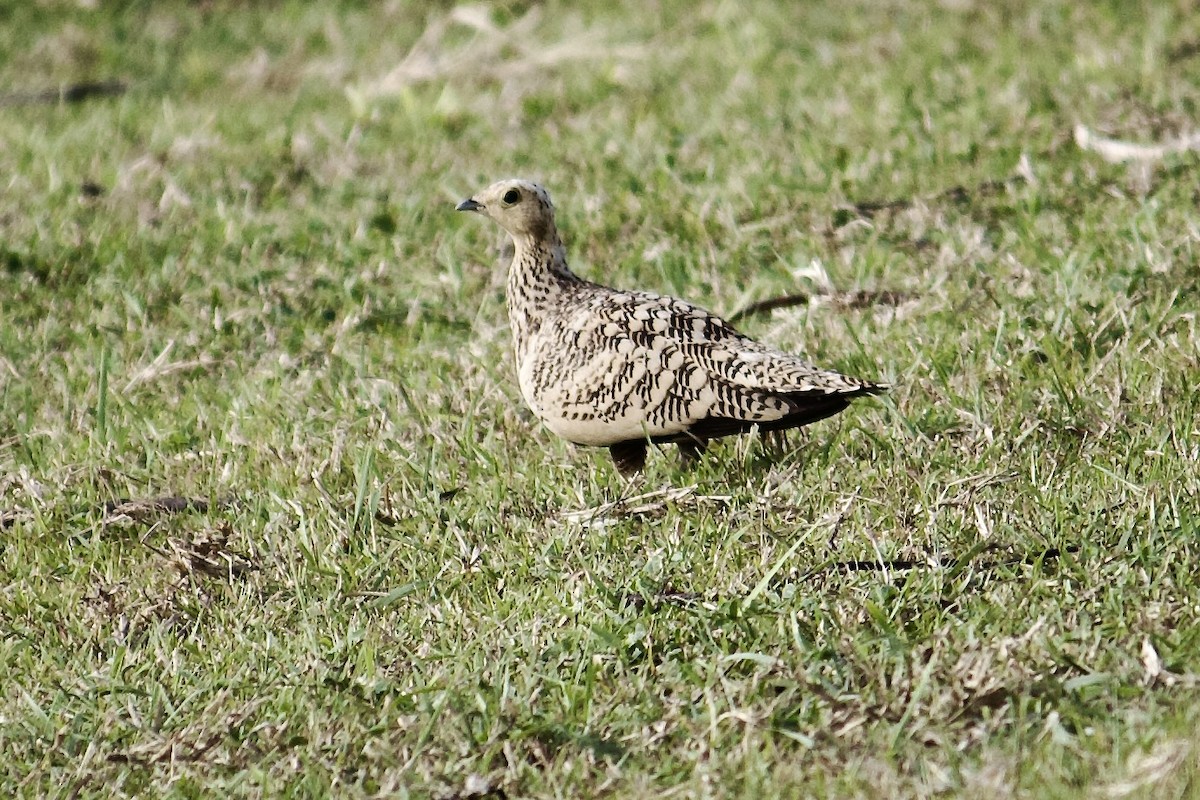Chestnut-bellied Sandgrouse - ML641777656