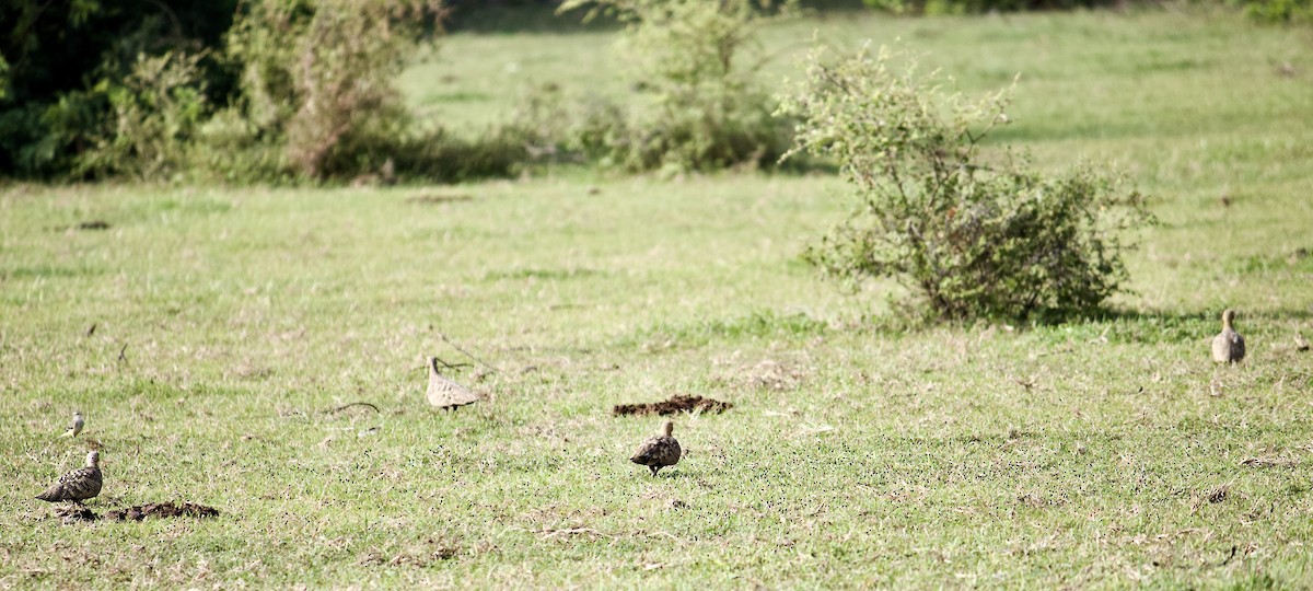 Chestnut-bellied Sandgrouse - ML641777657