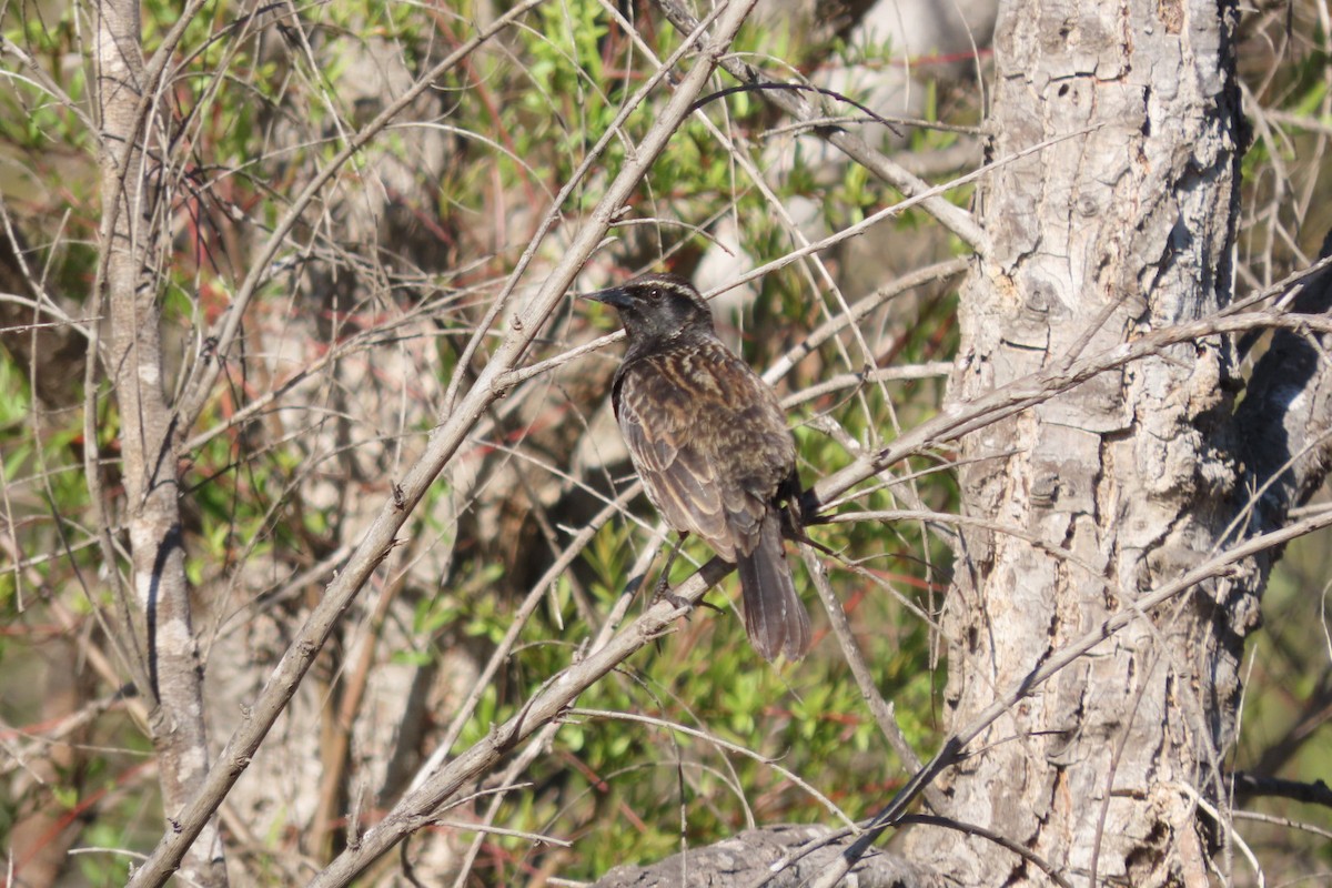 Yellow-winged Blackbird - ML641777659