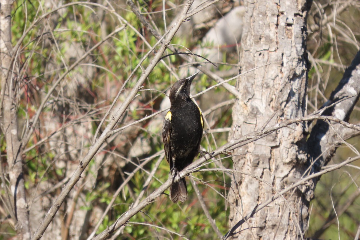Yellow-winged Blackbird - ML641777660
