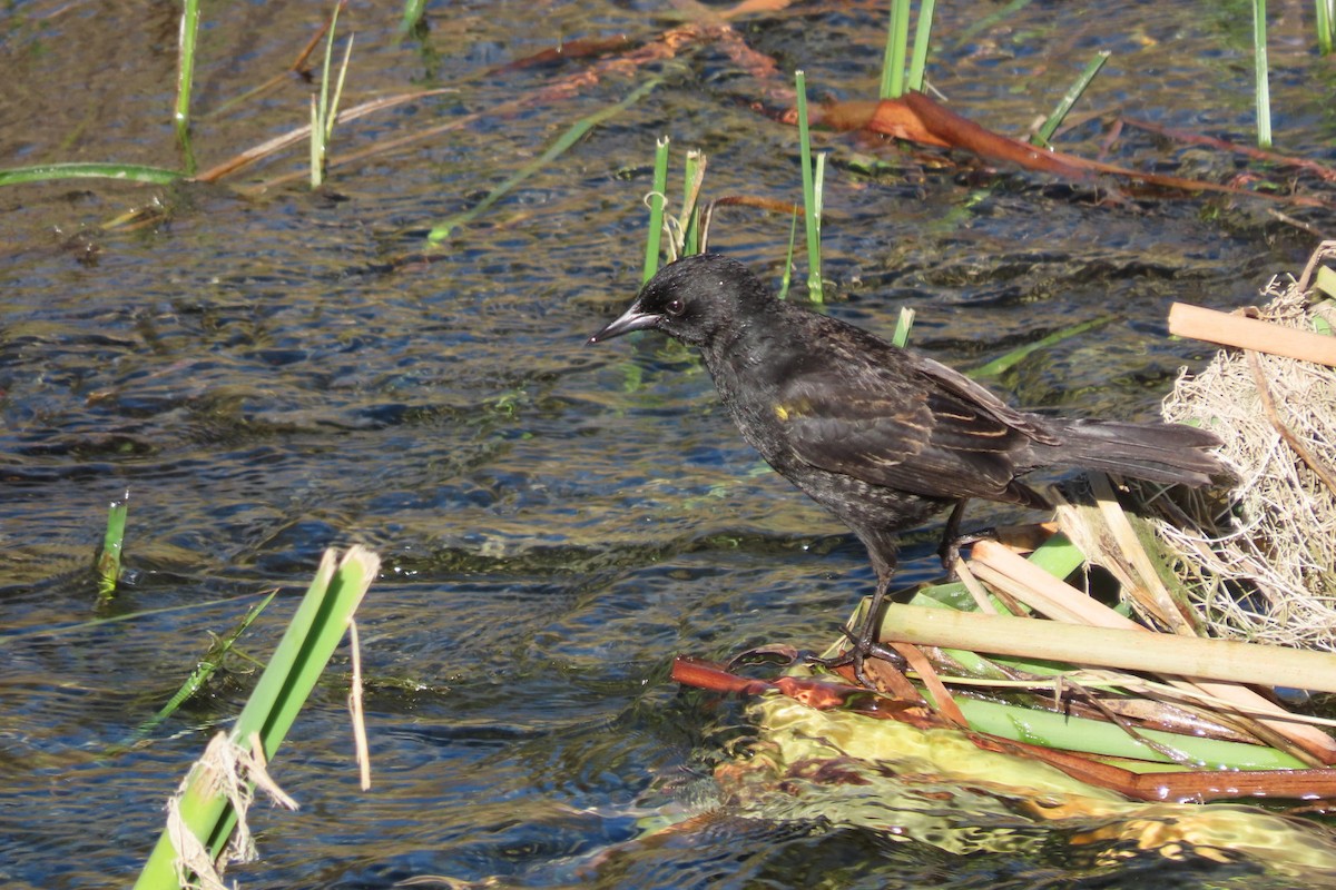 Yellow-winged Blackbird - ML641777661