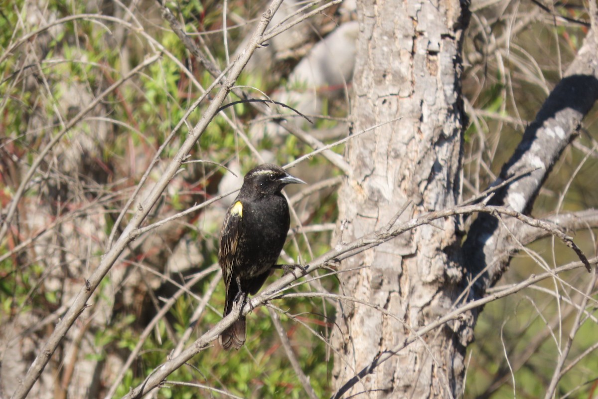 Yellow-winged Blackbird - ML641777662