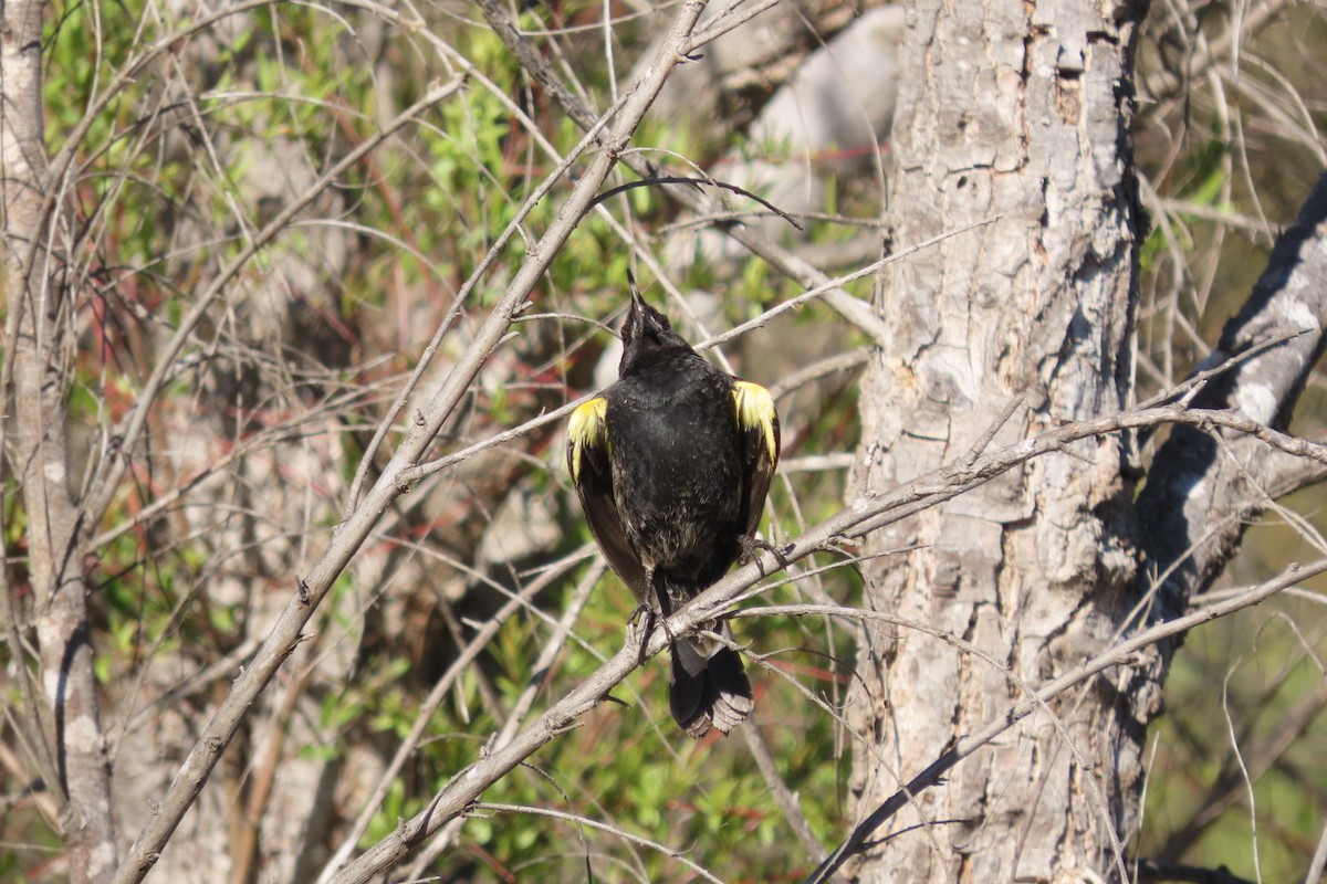 Yellow-winged Blackbird - ML641777663