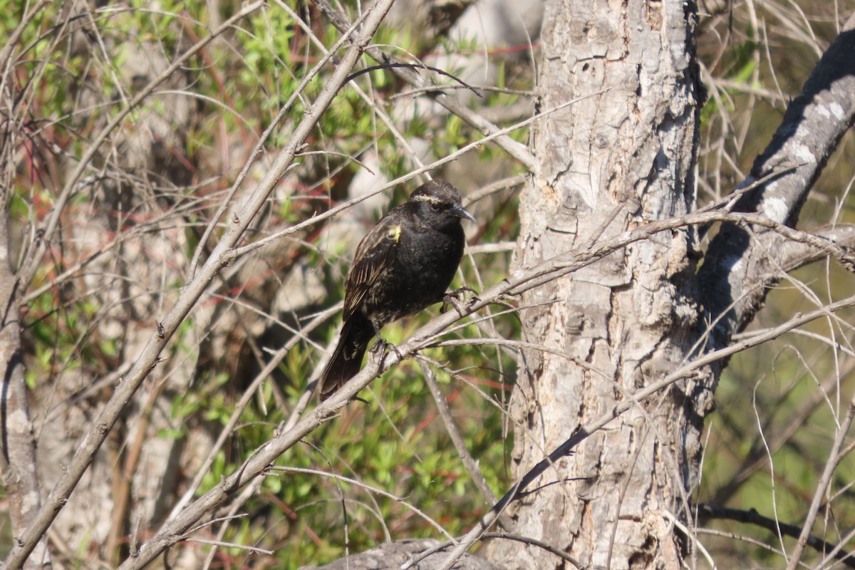 Yellow-winged Blackbird - ML641777664