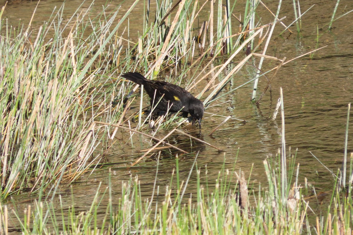 Yellow-winged Blackbird - ML641777665