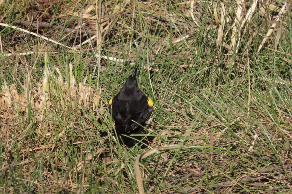 Yellow-winged Blackbird - ML641777666