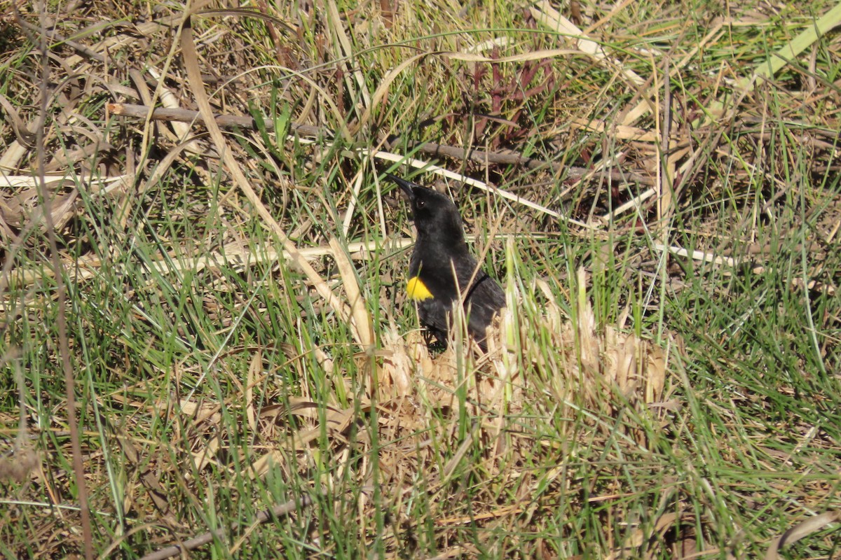 Yellow-winged Blackbird - ML641777667