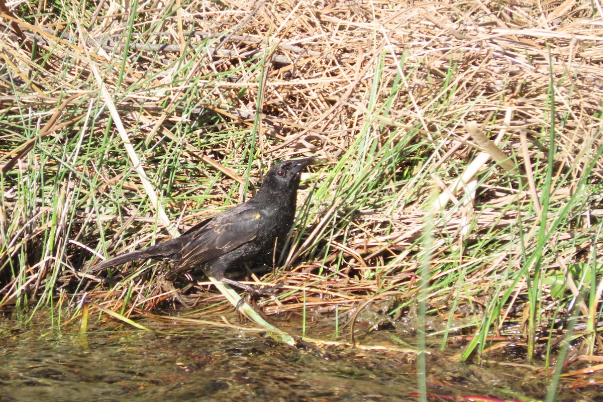 Yellow-winged Blackbird - ML641777668