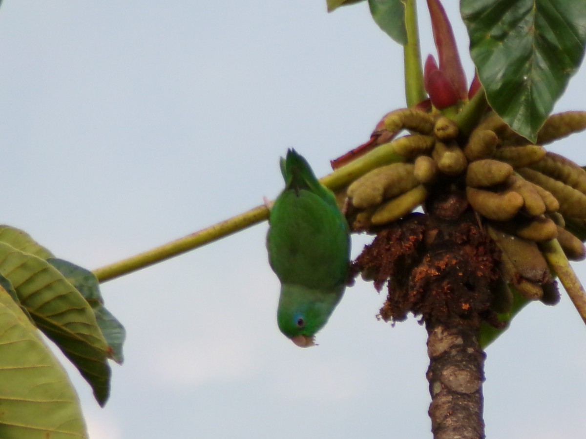 Spectacled Parrotlet - ML641777670