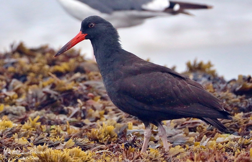 Black Oystercatcher - ML641777671