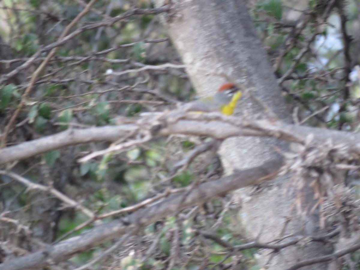Brown-capped Redstart - ML641777672