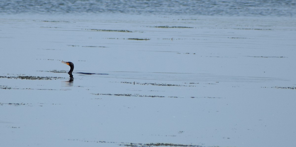 Double-crested Cormorant - ML641777674