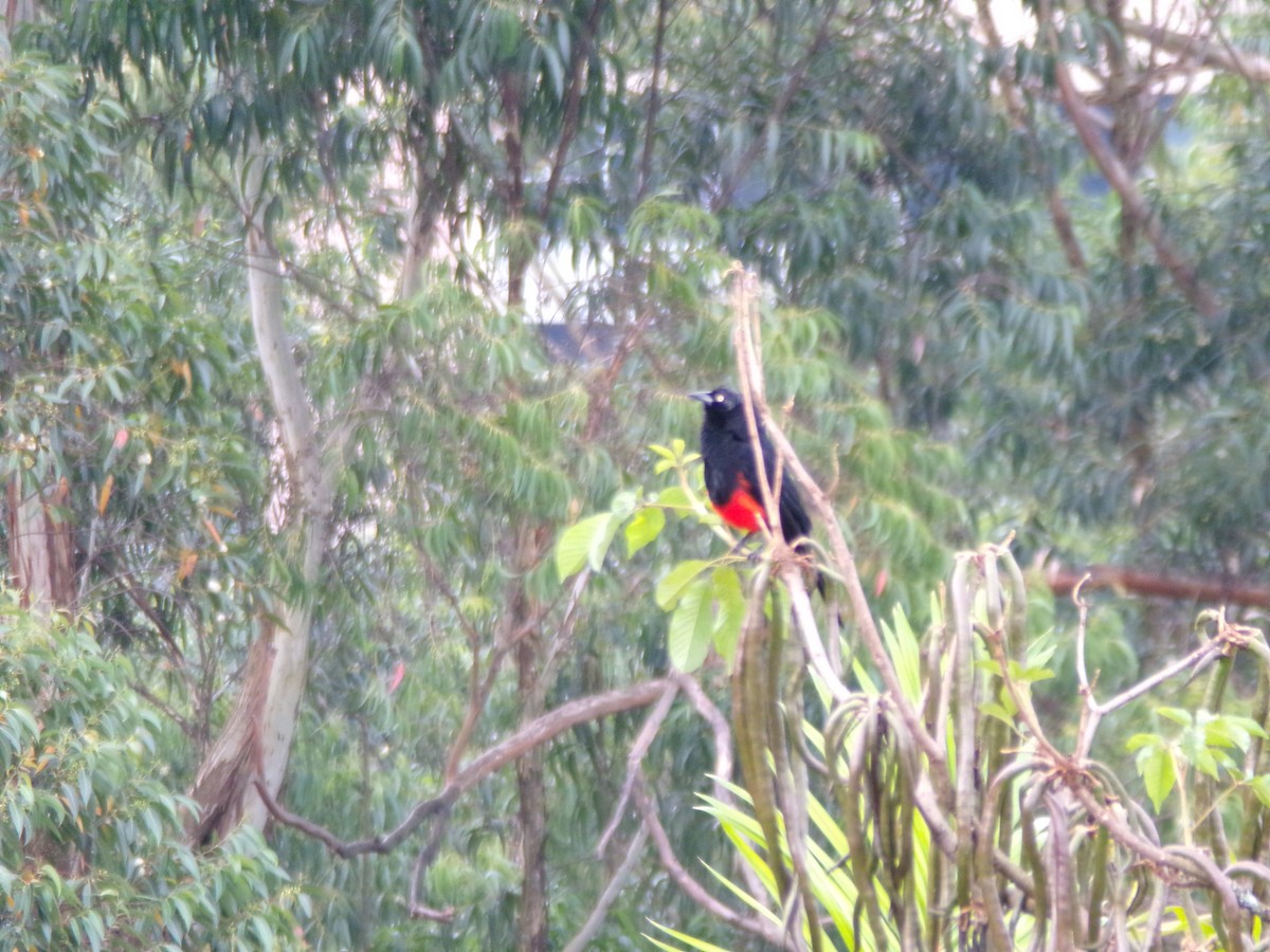 Red-bellied Grackle - ML641777683