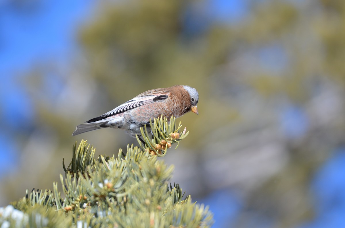 Gray-crowned Rosy-Finch (Gray-crowned) - ML641777694