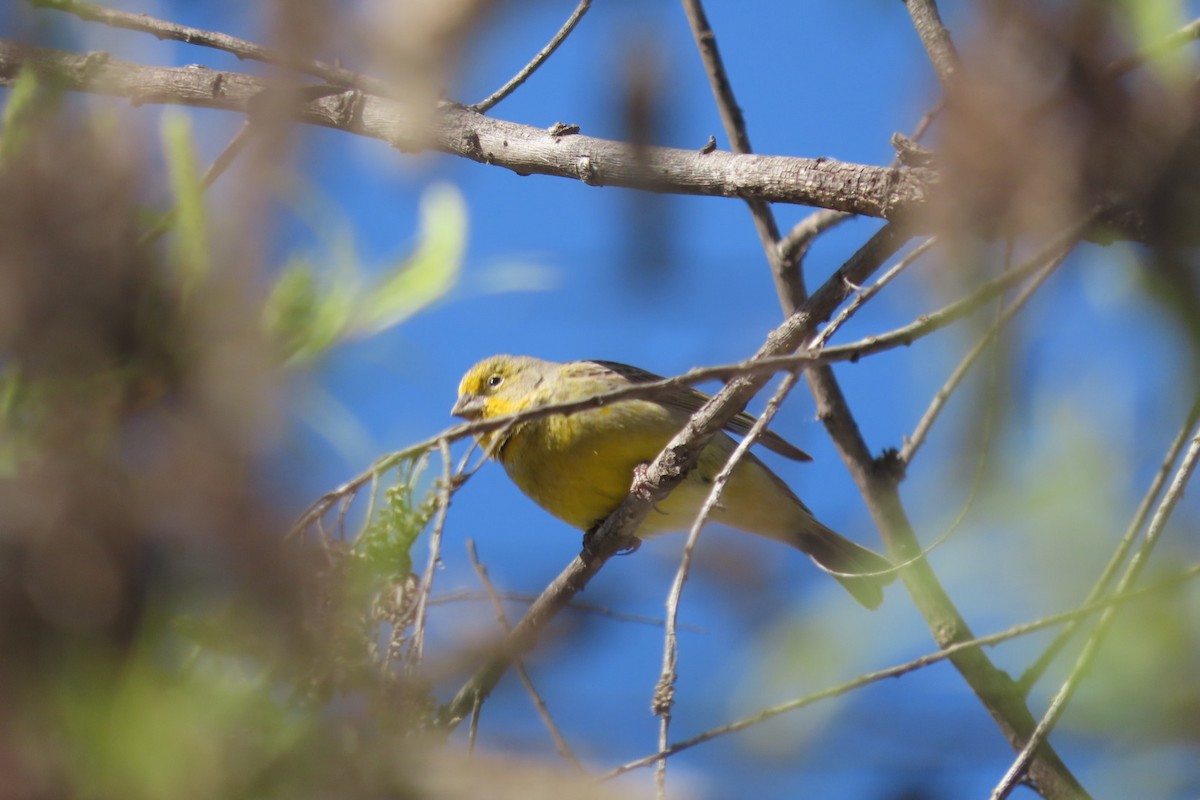 Grassland Yellow-Finch - ML641777695