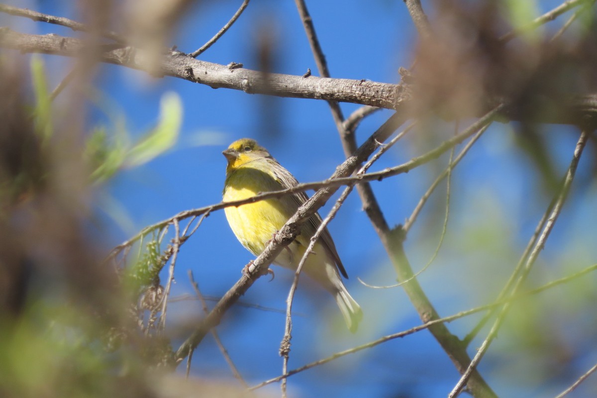 Grassland Yellow-Finch - ML641777698