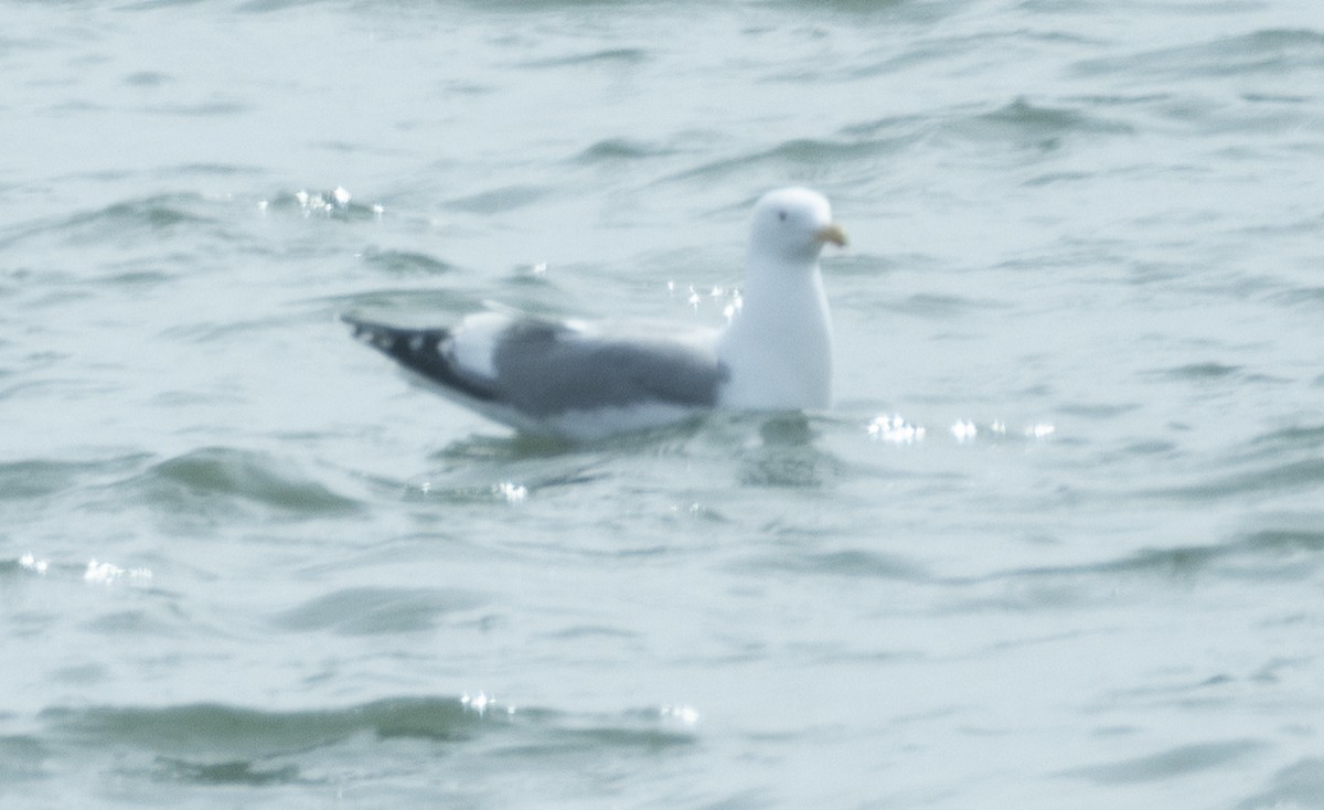 コカモメ - ML641777705