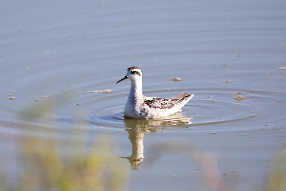 Red-necked Phalarope - ML641777706