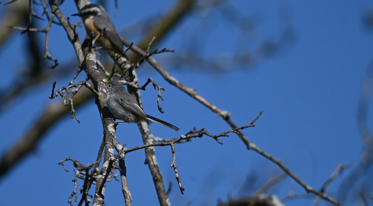 Blue-gray Gnatcatcher - ML641777729