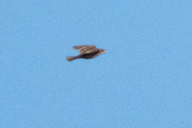 passerine sp. - ML641777737