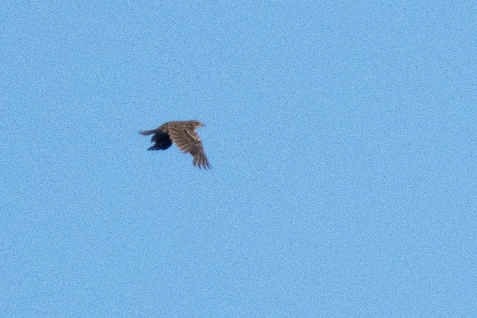 passerine sp. - ML641777738