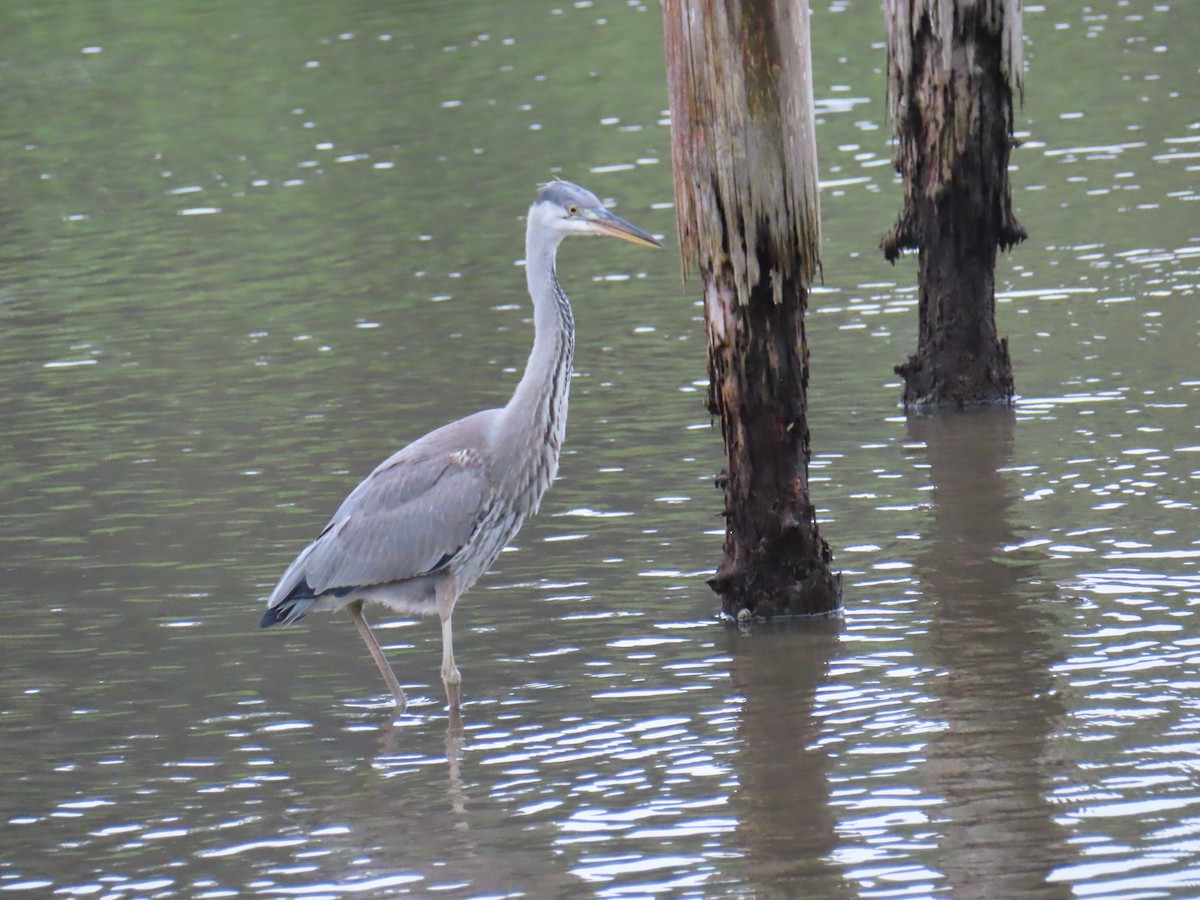 Gray Heron - ML641777740