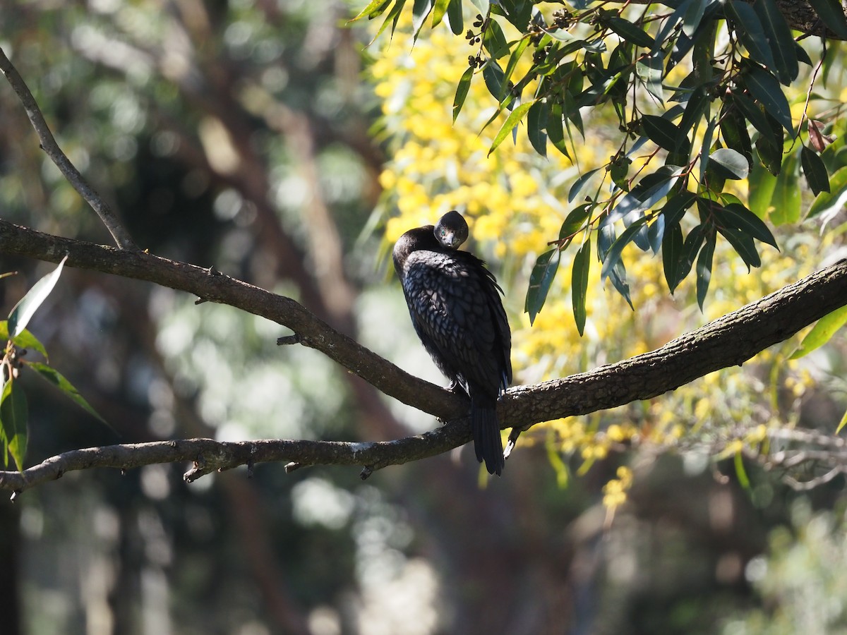 Little Black Cormorant - ML641777746