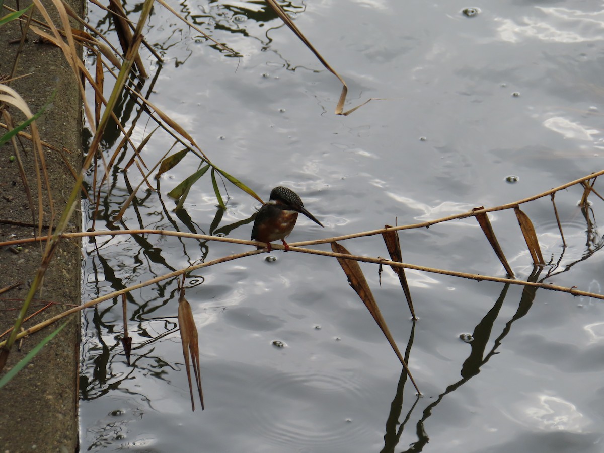 Common Kingfisher - ML641777748
