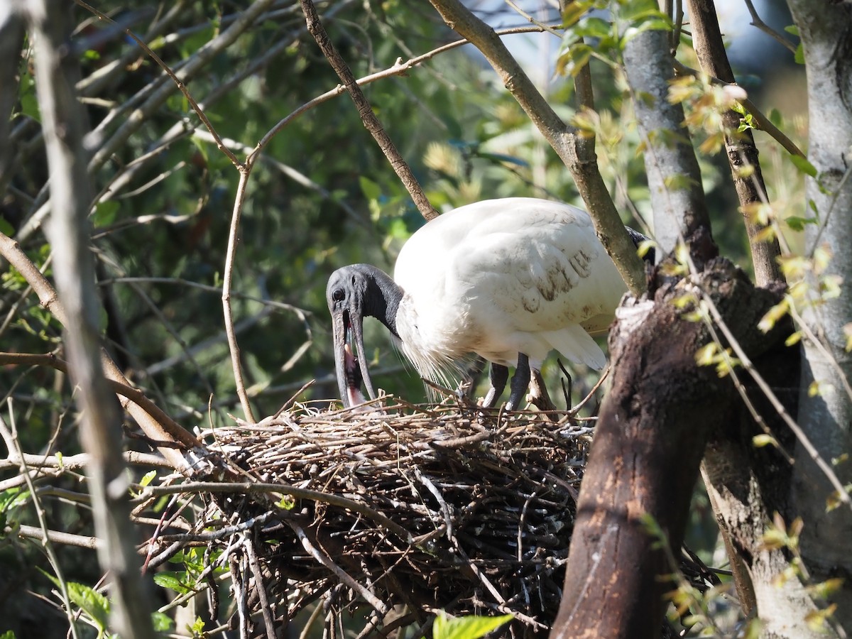 Australian Ibis - ML641777750