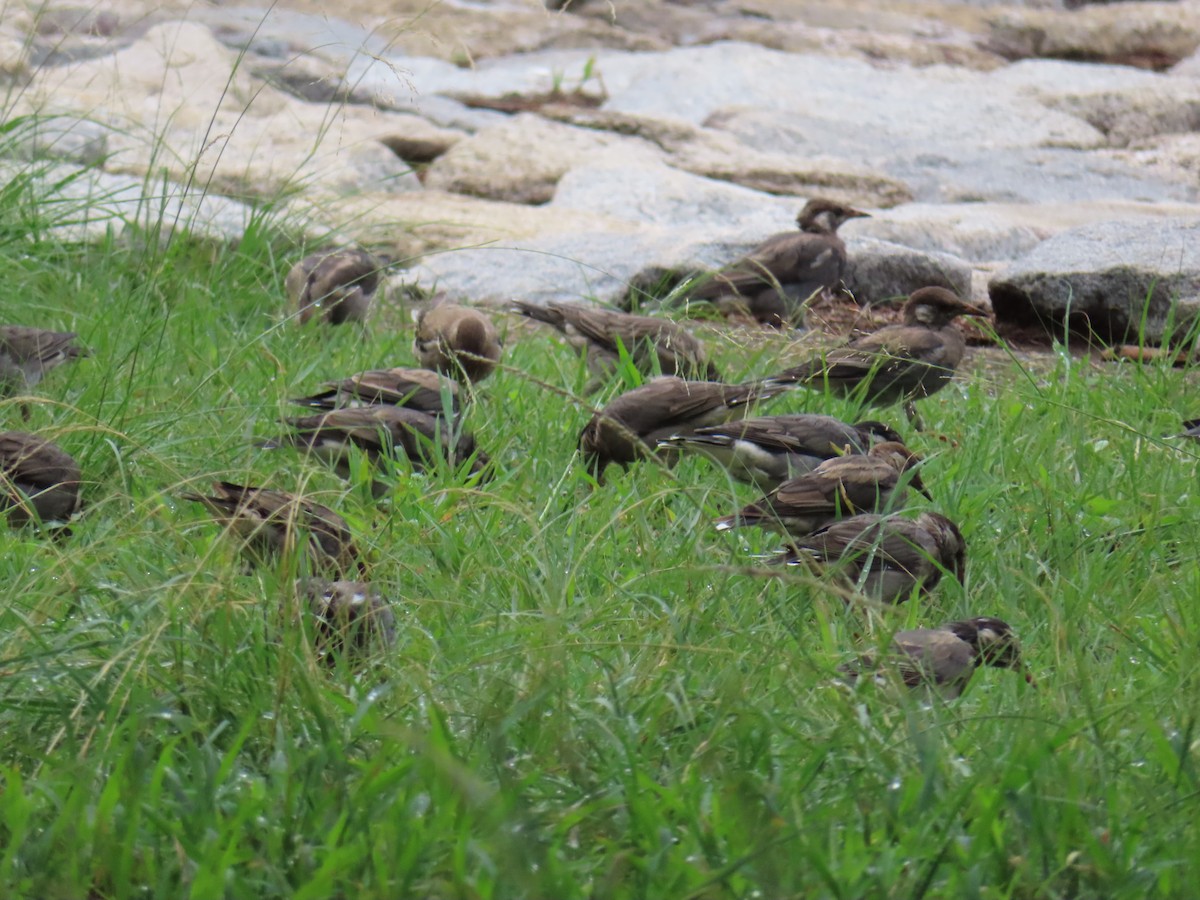 White-cheeked Starling - ML641777751