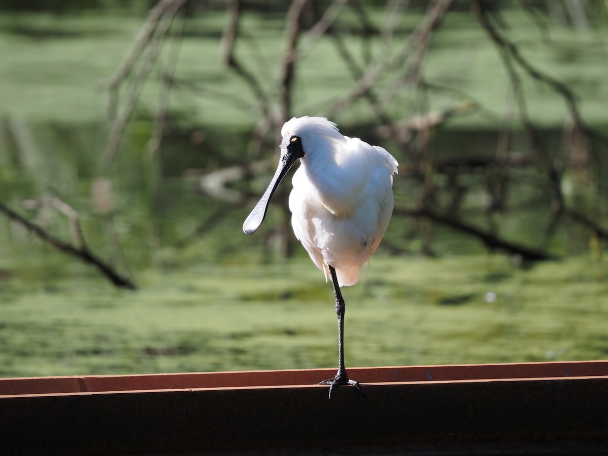 Royal Spoonbill - ML641777759