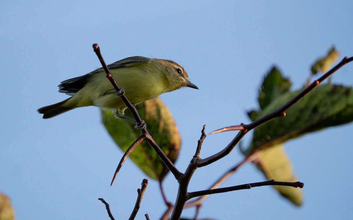 Philadelphia Vireo - ML641777760
