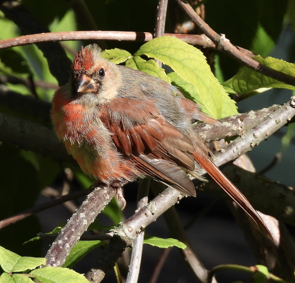 Northern Cardinal - ML641777779