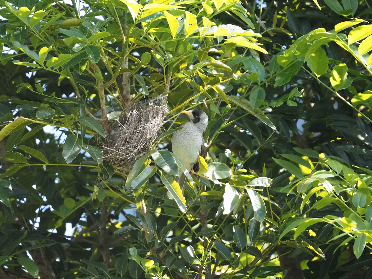 Noisy Miner - ML641777782