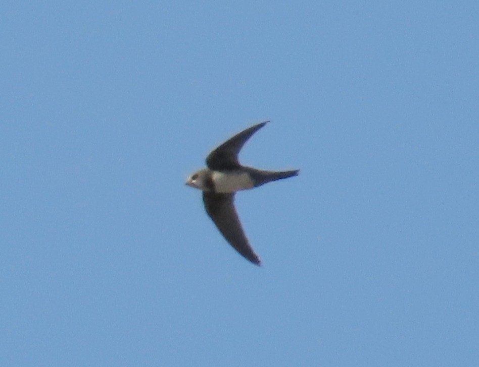Alpine Swift - ML641777794