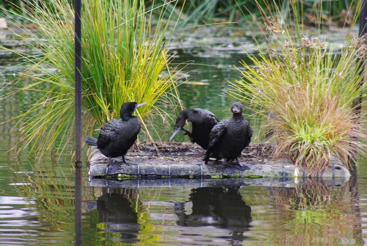 Little Black Cormorant - ML641777795