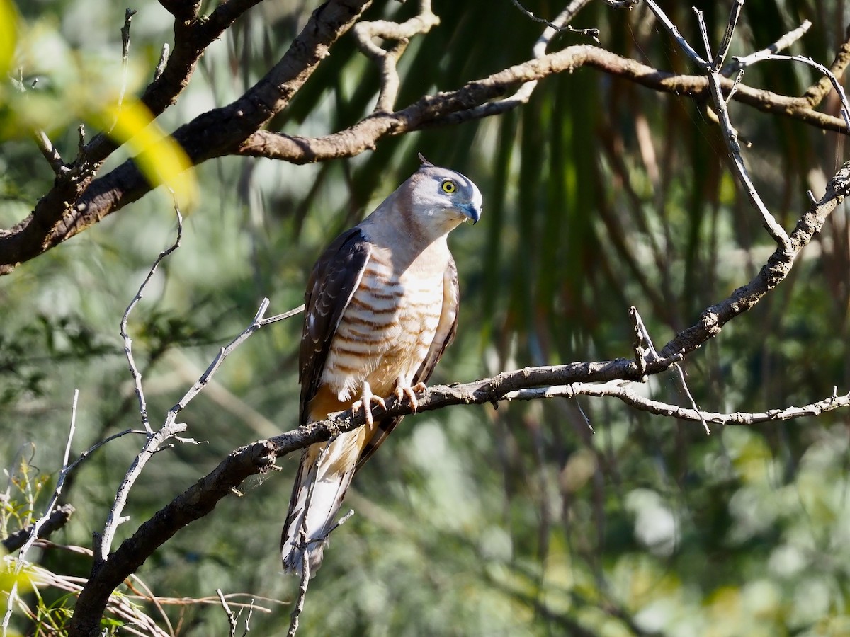 Pacific Baza - ML641777819