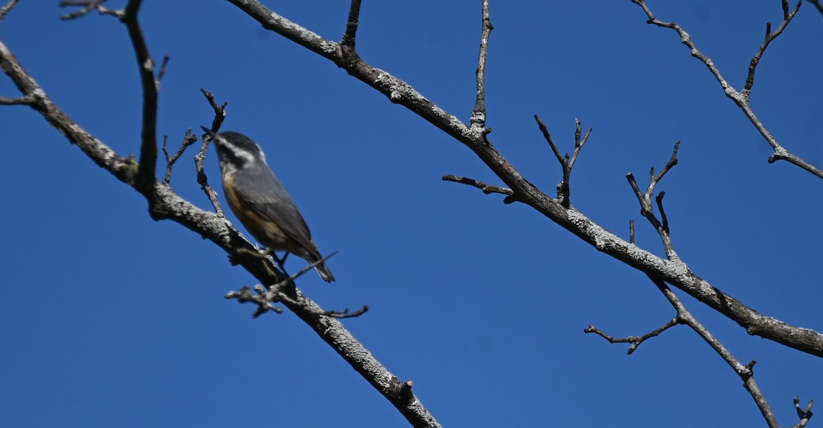 Red-breasted Nuthatch - ML641777820