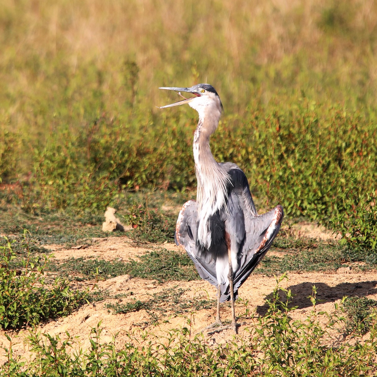 Great Blue Heron - ML641777823