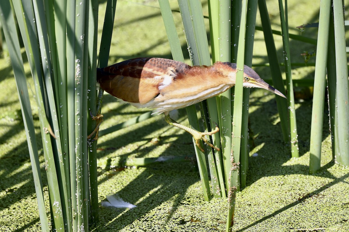 Least Bittern - ML641777834