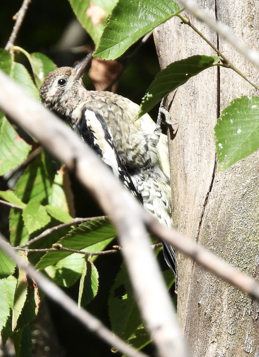 Yellow-bellied Sapsucker - ML641777839