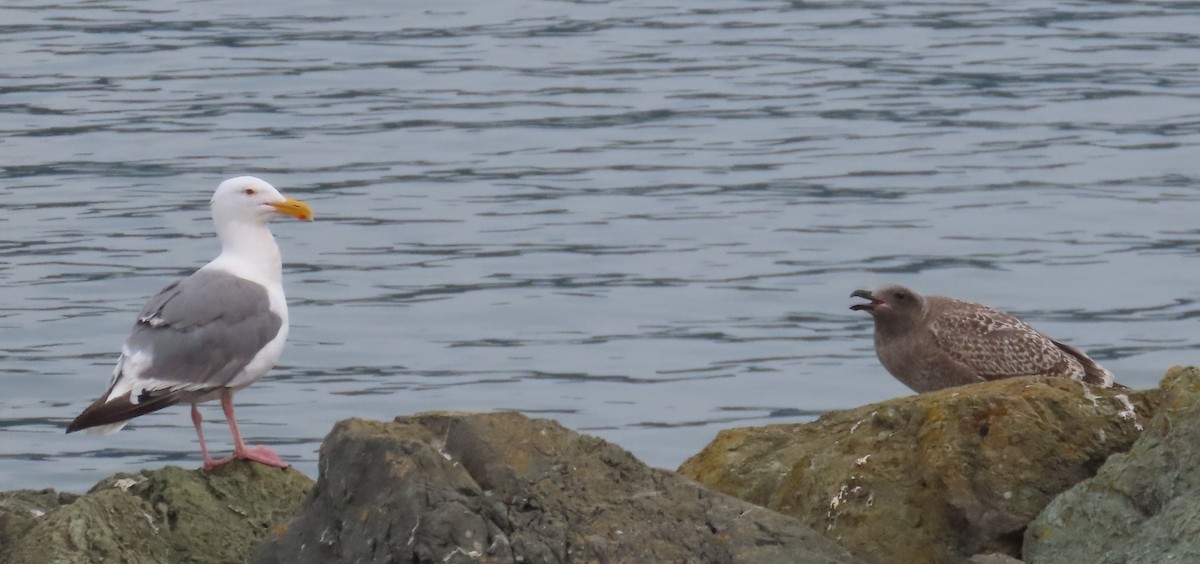 Western Gull - ML641777843