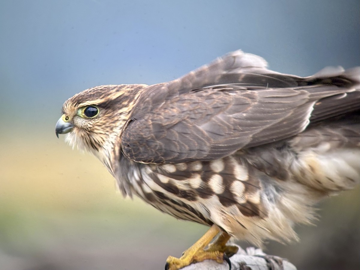 Merlin - ML641777850