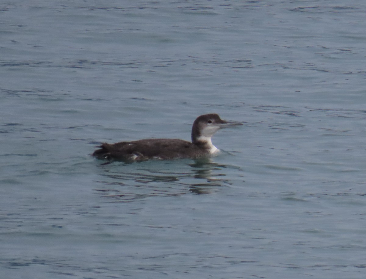 Common Loon - ML641777853