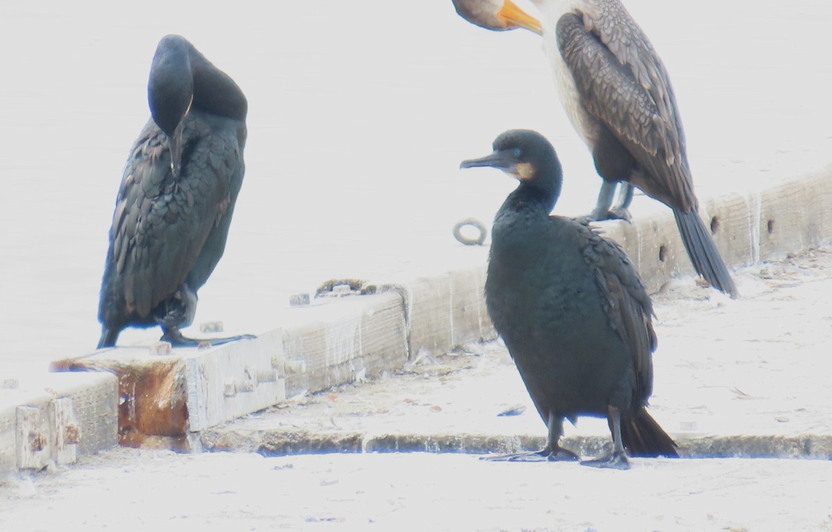 Brandt's Cormorant - ML641777857