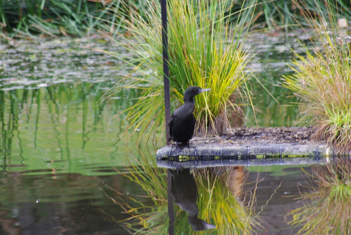 Little Black Cormorant - ML641777862