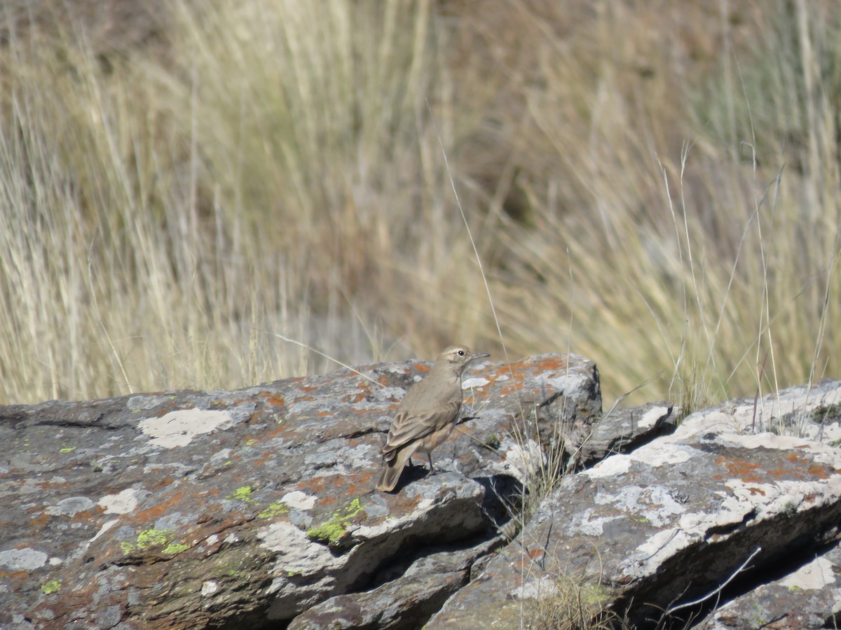 Rufous-banded Miner - ML641777864
